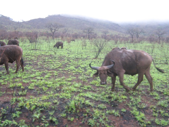 Safari Hluhluwe park- Buffels
